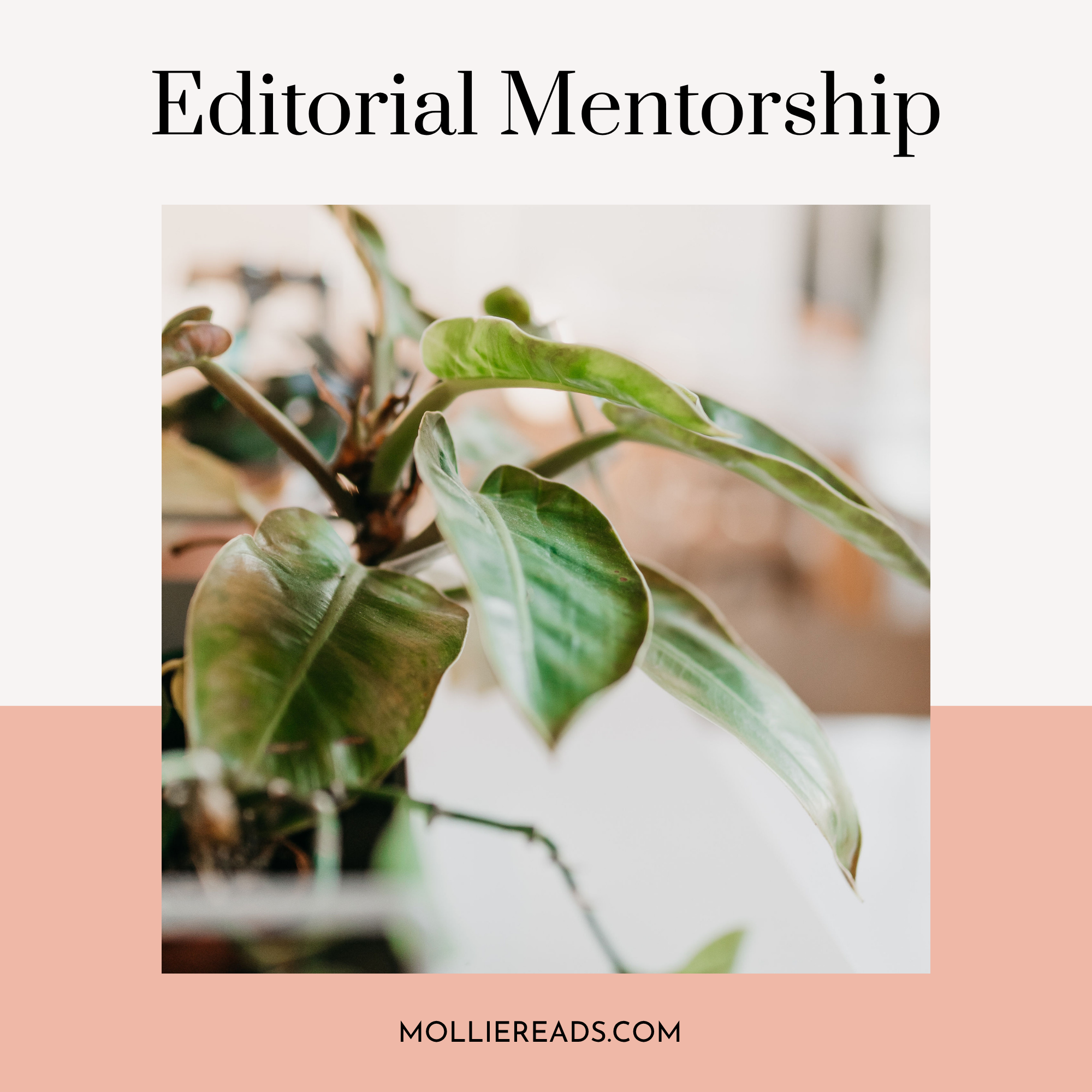 editorial-mentorship